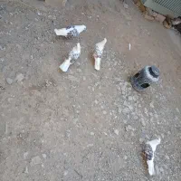 کبوتر|پرنده|دورود, |دیوار