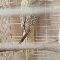 عروس هلندی|پرنده|یزد, |دیوار