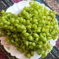 غوره تازه عسگری