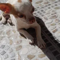 دوتاسگ شیواوا اصل نروماده مولدهمراه دوتوله|سگ|کیار, |دیوار