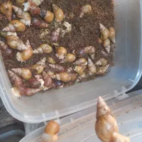 حلزون|خزنده|شیراز, نشاط|دیوار