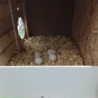 یک جفت عروس هلندی صددرصد تضمینی مولد