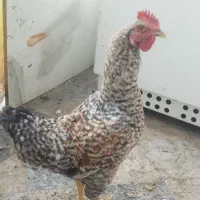 خروس  1ساله