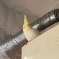 عروس هلندی|پرنده|تهران, سردارجنگل|دیوار