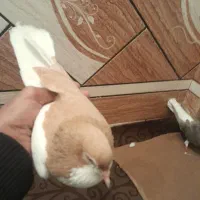 یک جفت رنگی