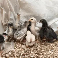 جوجه مرغ گلین|حیوانات مزرعه|تهران, ده‌ونک|دیوار