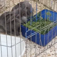 خرگوش لوپ پشمالو|موش و خرگوش|چابهار, |دیوار