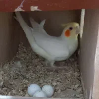 فروش عروس هلندی مولود|پرنده|اسلامشهر, چیچکلو|دیوار