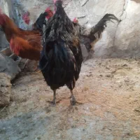 خروس محلی درشت