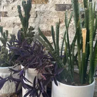 گل‌ و گلدان با هم ۱۰۰ سانسوریا  آلوورا کاکتوس