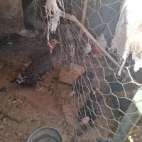 بوقلمون حدودا ۶ ماهه در کوهنانی