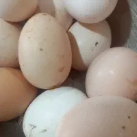 تخم مرغ نطفه دار نزاد خوب