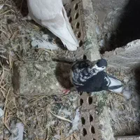 یک جفت کبوتر صده|پرنده|سبزوار, سجاد|دیوار