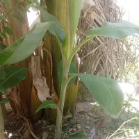 نهال موز|گل و گیاه طبیعی|بندر دیر, |دیوار