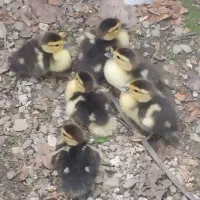 جوجه اردک روسی