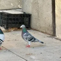 دوتا دوبر نر