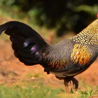 خروس چهل تاج