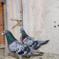 سرخ دمسفید افغانی نر  سینه سیاه نر|پرنده|مشهد, کوشش|دیوار