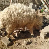 بره نر یا گورگ|حیوانات مزرعه|سراوان, |دیوار