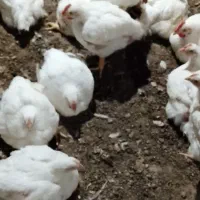 مرغ گوشتی|حیوانات مزرعه|چمستان, |دیوار
