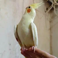 عروس هلندی لوتینو|پرنده|صدرا-فارس, باغشهر گلبهار صدرا|دیوار