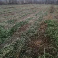 شنبله علف یونجه