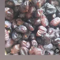 خریدخرمادو