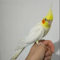 هلندی گمشده