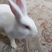 خرگوش چشم شرابی