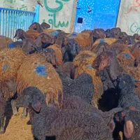 ۴۰ راس گوسفند نمونه همه بره درشت و جوان
