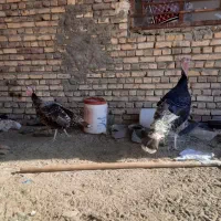 بقلمون محلی|حیوانات مزرعه|سراوان, |دیوار