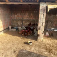 تعدادی مرغ و خروس و جوجه محلی|حیوانات مزرعه|گرگان, |دیوار