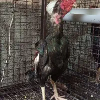 خروس لاری نسل معتبر