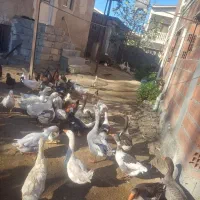 فروش،غاز و خروس محلی کاملا ارگانیک