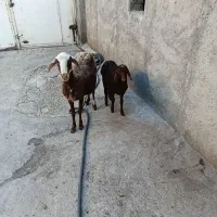 میش و بره