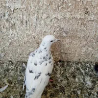 کبوتر|پرنده|تهران, آزادشهر|دیوار