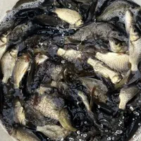 بچه ماهی|ماهی|لنگرود, |دیوار