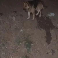 فروش سگ