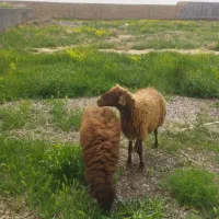 بره نر جوان