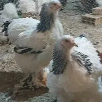 تخم مرغ نطفه دار برهما وایت اصل|حیوانات مزرعه|اردکان, |دیوار