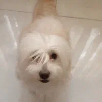 سگ شیتزو|سگ|بندر ماهشهر, |دیوار