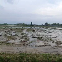 شالیزار 3500 متر|فروش زمین و ملک کلنگی|شفت, |دیوار