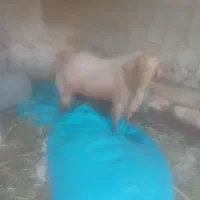 پازن هله مشهدی
