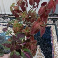 گل فروشی|گل و گیاه طبیعی|پیر سلیمان, |دیوار