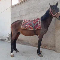 اسب مادیان