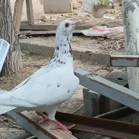 کفتر