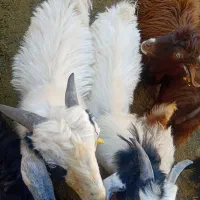 کره نر|حیوانات مزرعه|یزد, |دیوار