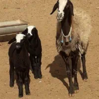 گوسفند نژاددار. قـوچ بـره چالـی