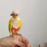 گرینچک‌دلوته