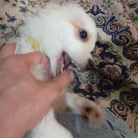 پامر روباهی|سگ|رشت, یخسازی|دیوار